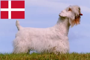 Read more about the article Sealyham Terrier opdrættere og hvalpe i Danmark