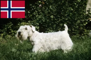 Read more about the article Sealyham Terrier opdrættere og hvalpe i Norge