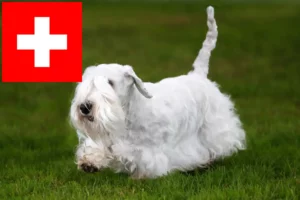 Read more about the article Sealyham Terrier opdrættere og hvalpe i Schweiz