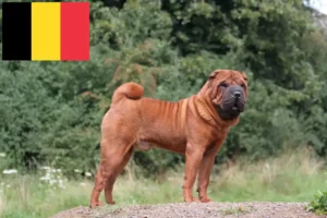 Read more about the article Shar Pei-opdrættere og hvalpe i Belgien