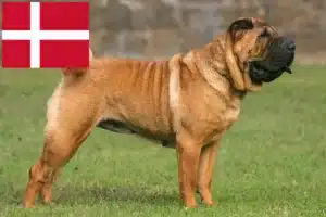 Read more about the article Shar Pei-opdrættere og hvalpe i Danmark