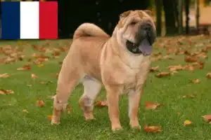 Read more about the article Shar Pei-opdrættere og hvalpe i Frankrig