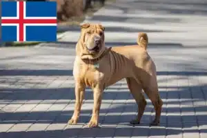 Read more about the article Shar Pei-opdrættere og hvalpe i Island