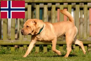 Read more about the article Shar Pei-opdrættere og hvalpe i Norge