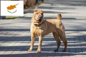 Read more about the article Shar Pei-opdrættere og hvalpe på Cypern