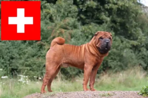 Read more about the article Shar Pei-opdrættere og hvalpe i Schweiz