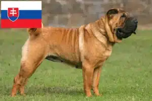 Read more about the article Shar Pei-opdrættere og hvalpe i Slovakiet