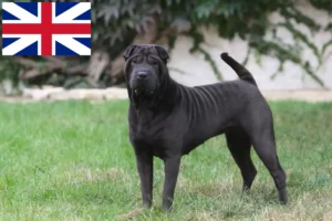 Read more about the article Shar Pei-opdrættere og hvalpe i Storbritannien