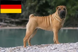 Read more about the article Shar Pei-opdrættere og hvalpe i Tyskland