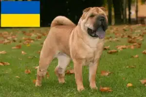 Read more about the article Shar Pei-opdrættere og hvalpe i Ukraine