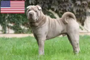 Read more about the article Shar Pei-opdrættere og hvalpe i USA