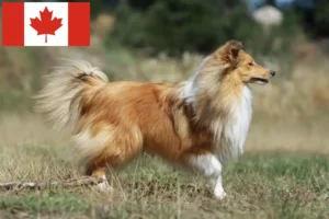 Read more about the article Sheltie-opdrættere og hvalpe i Canada