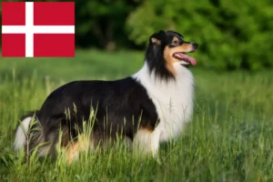 Read more about the article Sheltieopdrættere og hvalpe i Danmark
