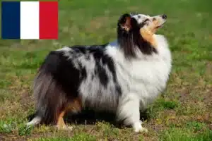 Read more about the article Sheltie-opdrættere og hvalpe i Frankrig
