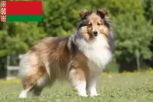 Read more about the article Sheltieopdrættere og hvalpe i Hviderusland
