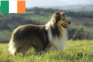 Read more about the article Sheltieopdrættere og hvalpe i Irland