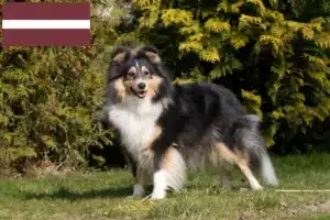 Read more about the article Sheltieopdrættere og hvalpe i Letland