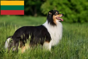 Read more about the article Sheltieopdrættere og hvalpe i Litauen