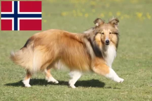 Read more about the article Sheltieopdrættere og hvalpe i Norge