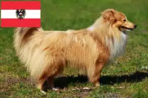 Read more about the article Sheltieopdrættere og hvalpe i Østrig