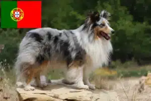 Read more about the article Sheltie-opdrættere og hvalpe i Portugal