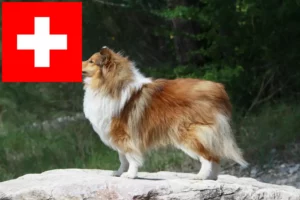 Read more about the article Sheltie-opdrættere og hvalpe i Schweiz
