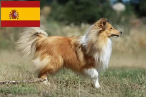 Read more about the article Sheltie-opdrættere og hvalpe i Spanien