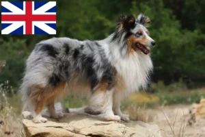 Read more about the article Sheltie-opdrættere og hvalpe i Storbritannien