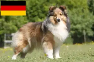 Read more about the article Sheltie-opdrættere og hvalpe i Tyskland