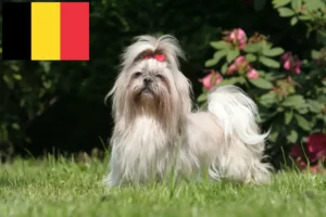 Read more about the article Shih Tzu-opdrættere og hvalpe i Belgien