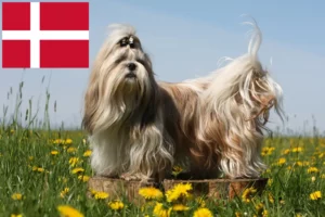 Read more about the article Shih Tzu-opdrættere og hvalpe i Danmark
