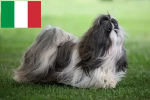 Read more about the article Shih Tzu-opdrættere og hvalpe i Italien