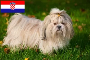 Read more about the article Shih Tzu-opdrættere og hvalpe i Kroatien