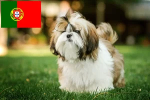 Read more about the article Shih Tzu-opdrættere og hvalpe i Portugal