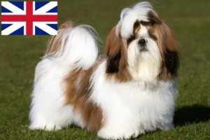 Read more about the article Shih Tzu-opdrættere og hvalpe i Storbritannien