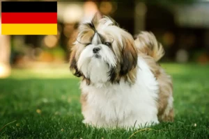 Read more about the article Shih Tzu-opdrættere og hvalpe i Tyskland