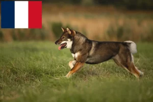 Read more about the article Shikoku-opdrættere og hvalpe i Frankrig