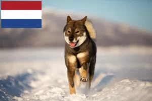 Read more about the article Shikoku-opdrættere og -hvalpe i Holland