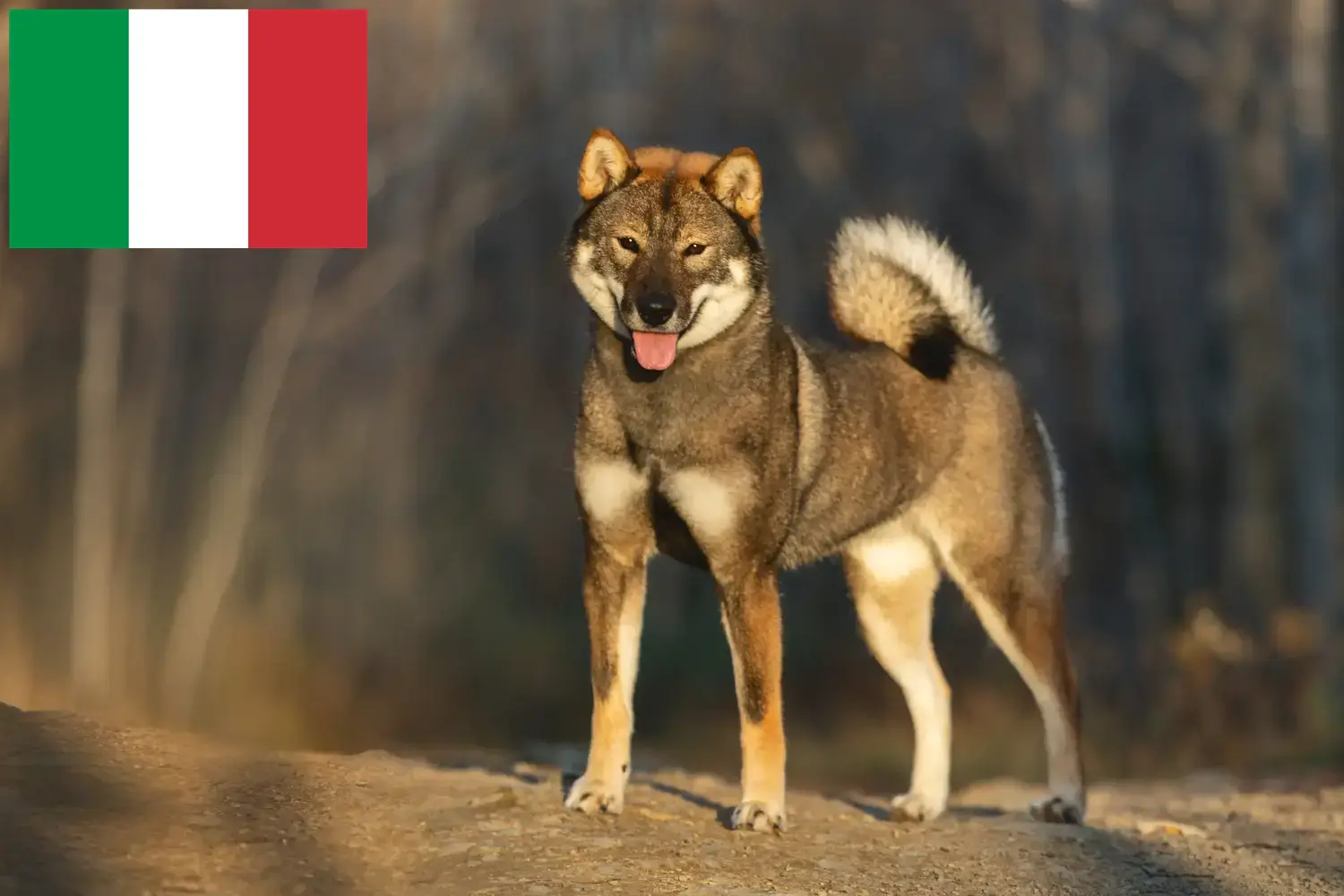 Shikoku-hvalpe og opdrættere Italien Her kan du finde Shikoku-opdrættere i Italien.