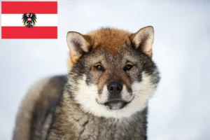 Read more about the article Shikoku-opdrættere og hvalpe i Østrig