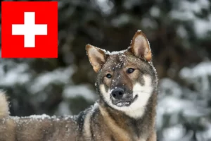 Read more about the article Shikoku-opdrættere og hvalpe i Schweiz