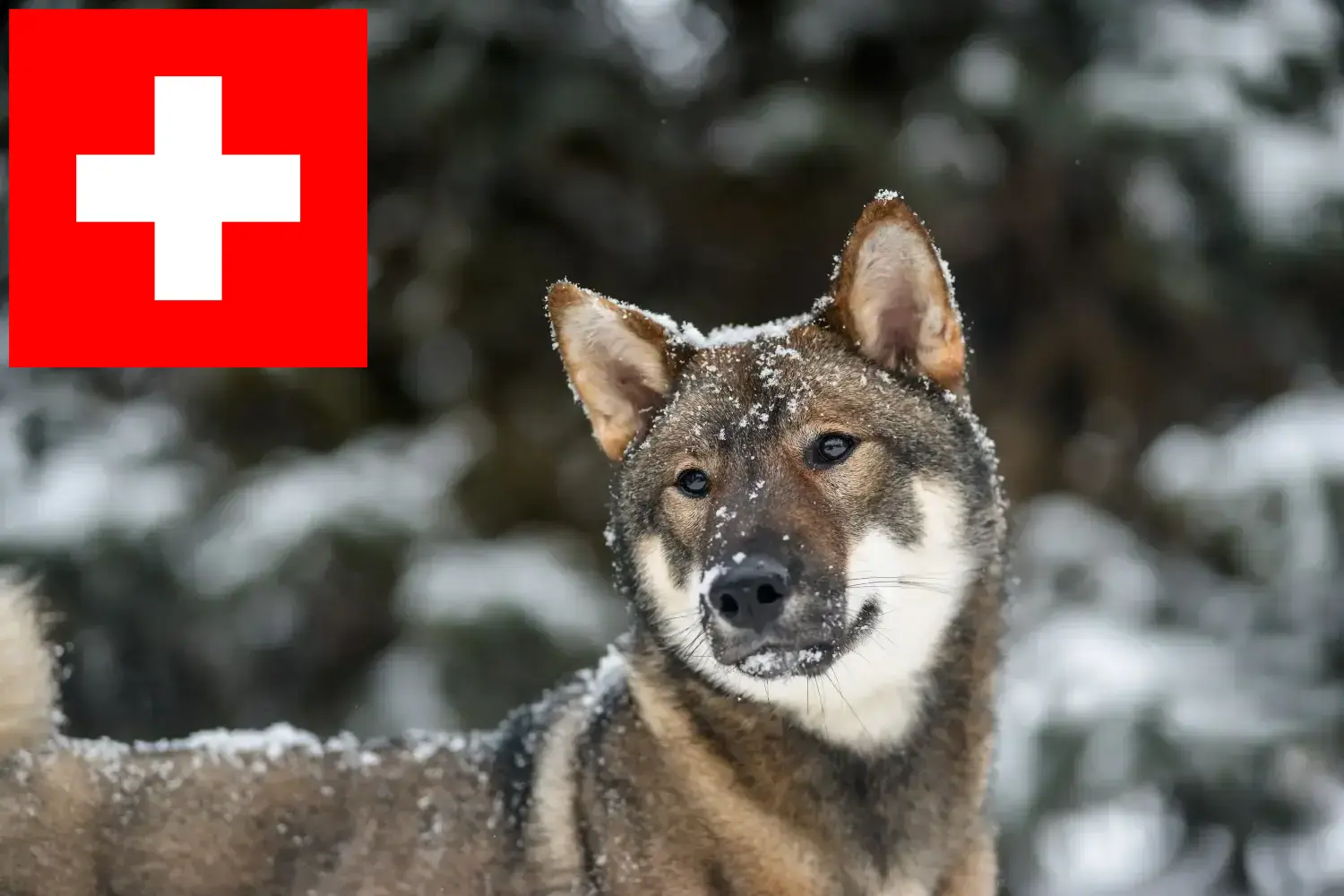 Read more about the article Shikoku-opdrættere og hvalpe i Schweiz