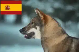 Read more about the article Shikoku-opdrættere og hvalpe i Spanien
