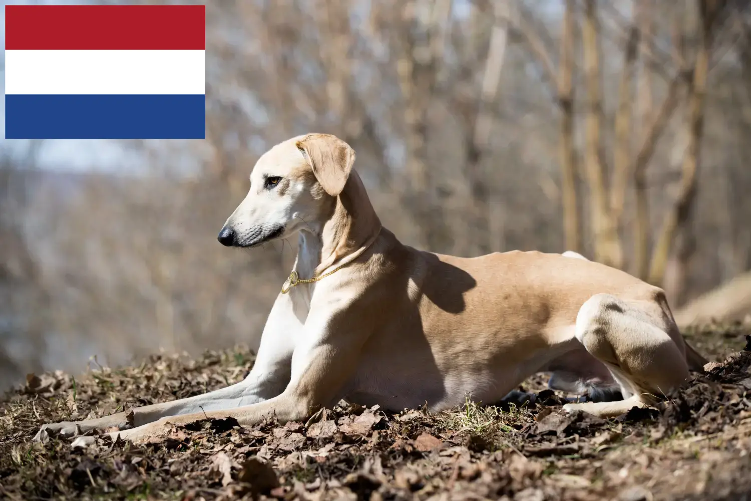 Sloughi-hvalpe og opdrættere Holland Her kan du finde Sloughis-opdrættere i Holland.