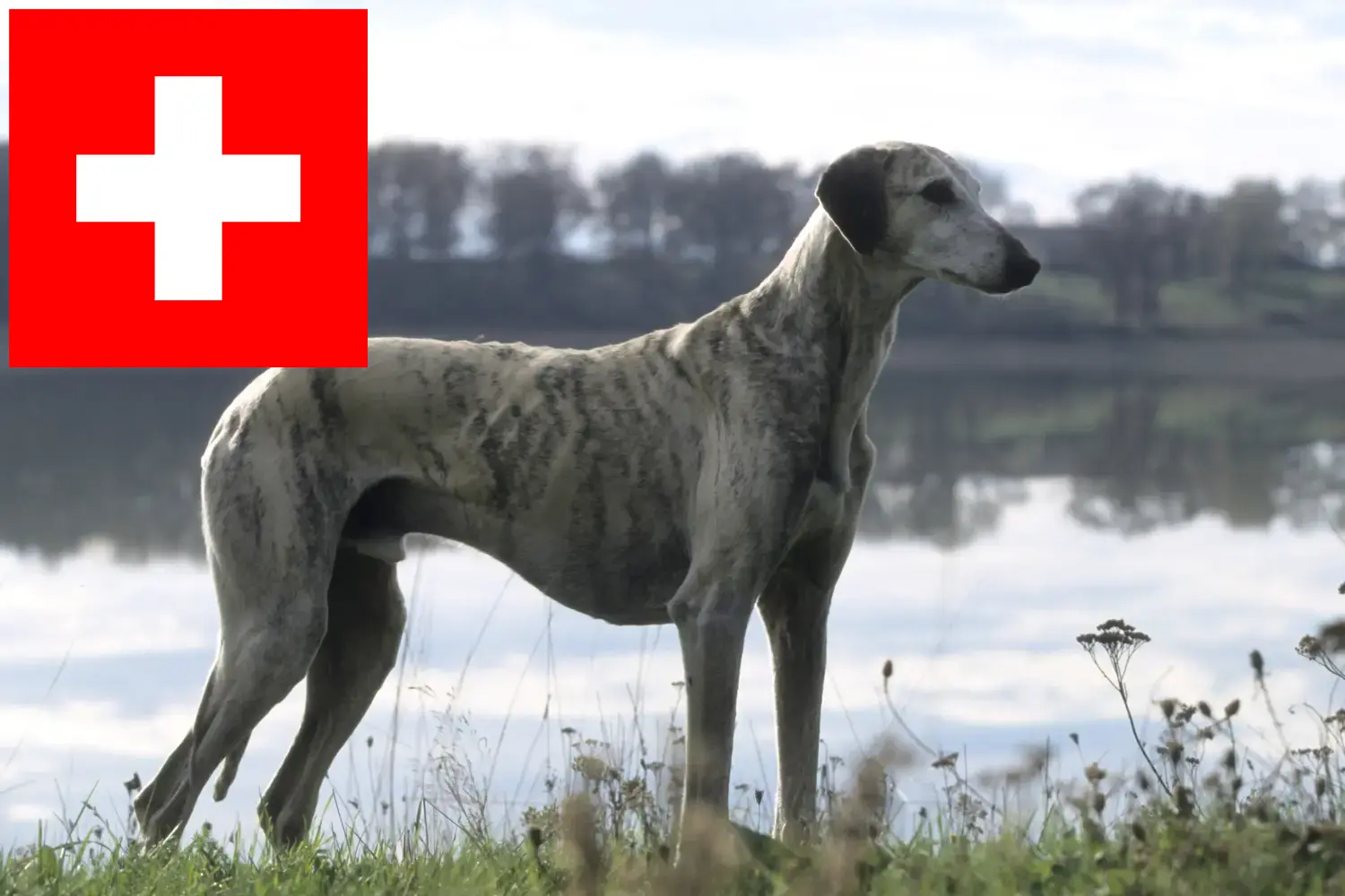 Sloughi-hvalpe og opdrættere Schweiz Her kan du finde Sloughis-opdrættere i Schweiz.