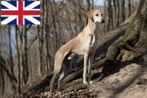 Read more about the article Sloughi-opdrættere og hvalpe i Storbritannien