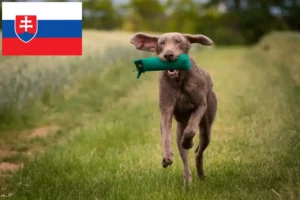 Read more about the article Slovakian Wirehaired Beard opdrættere og hvalpe i Slovakiet