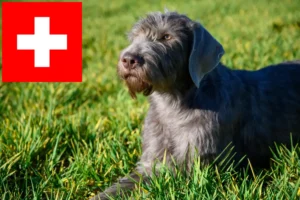 Read more about the article Slovakisk ruhåret skæg opdrættere og hvalpe i Schweiz