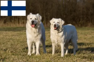 Read more about the article Slovensky Cuvac opdrættere og hvalpe i Finland
