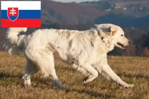 Read more about the article Slovensky Cuvac opdrættere og hvalpe i Slovakiet